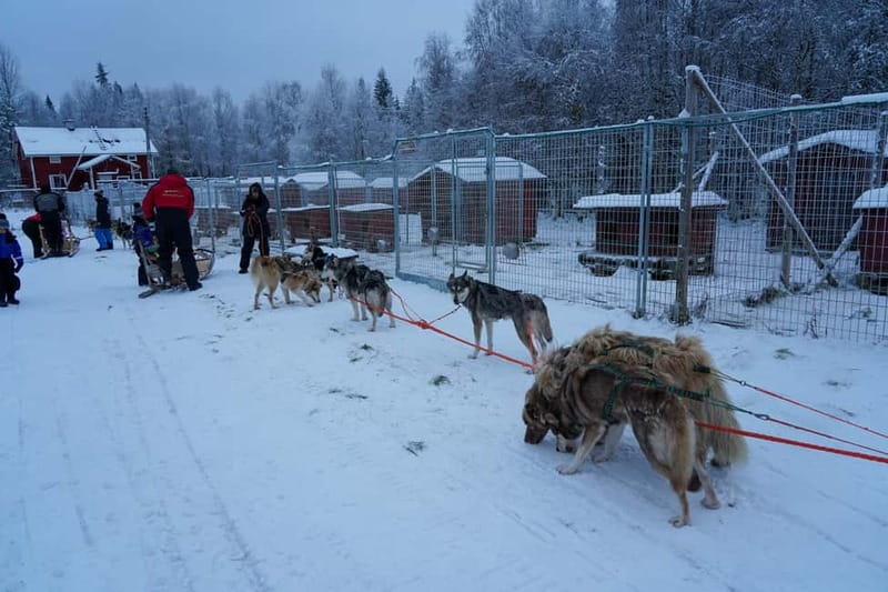 Nulkki Husky Adventure - Meeting The Dogs, Then Learning the Musher Way