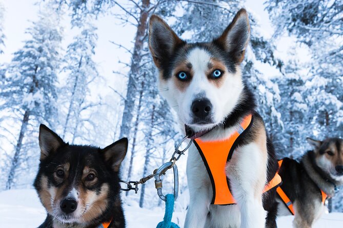 Nulkki Husky Adventure - Getting Kitted Up For Real Lapland Weather