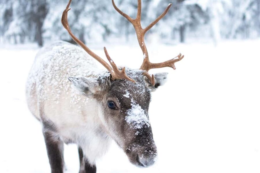 Oulu: Reindeers & Christmas Trees - Getting to the farm: pickup points and why being early helps
