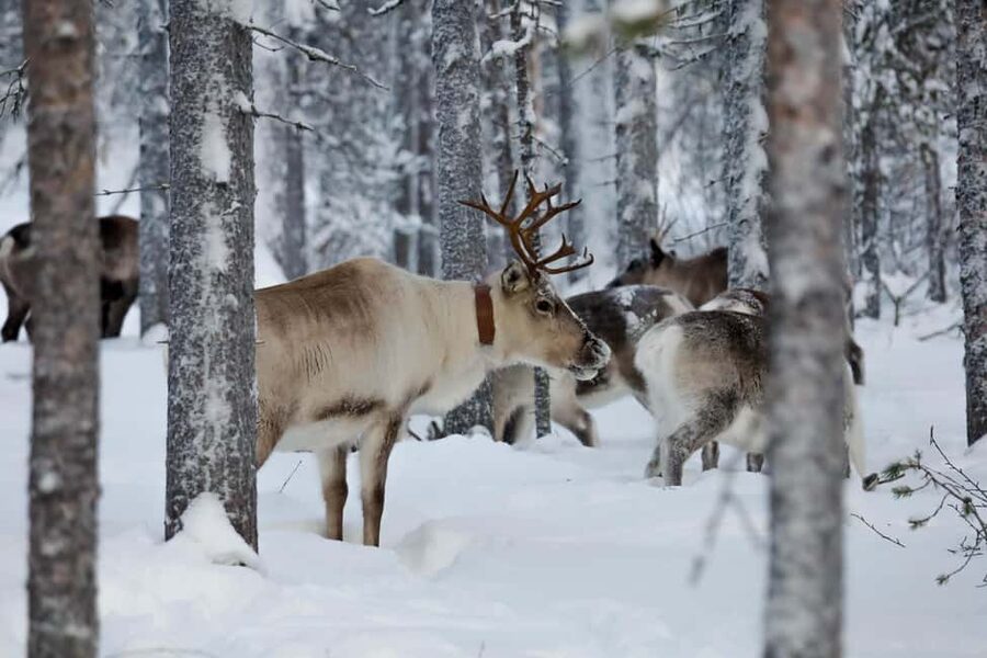 Oulu: Reindeers & Christmas Trees - Meeting three friendly reindeer, up close and unhurried