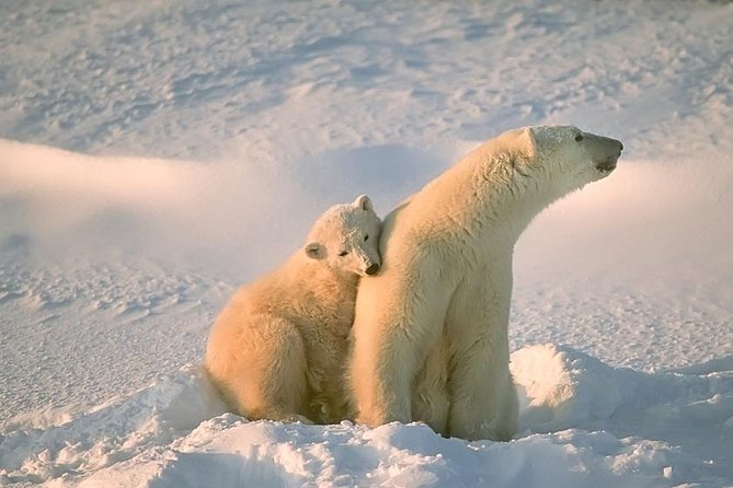 Ounasvaara and Ranua Zoo - Key things to know before you go