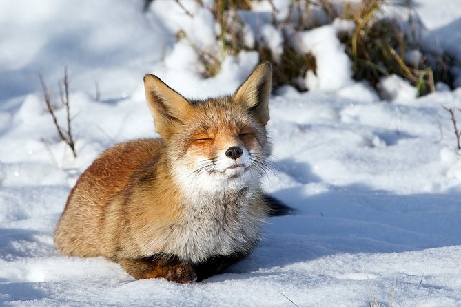 Ounasvaara and Ranua Zoo - Who should book this tour, and who might not love it