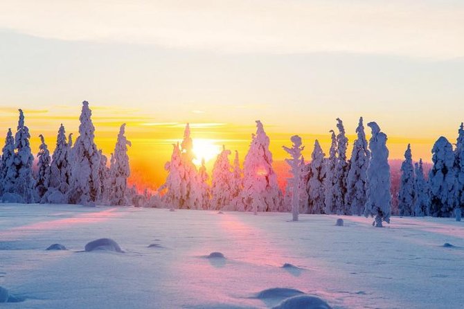 Ounasvaara and Ranua Zoo - Price and value: what $263.70 buys you in Rovaniemi