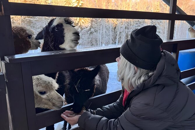 PRIVATE Alpaca Guided Forest Walk + Feeding Helsinki - Why this Helsinki alpaca tour feels different from a typical animal stop