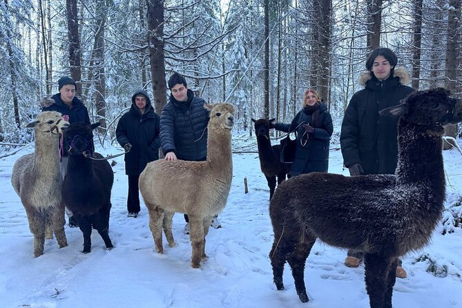 PRIVATE Alpaca Guided Forest Walk + Feeding Helsinki - The forest walk: why each person taking an alpaca is a big deal