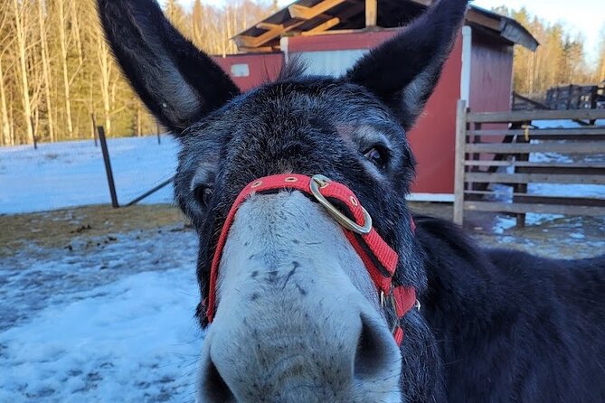PRIVATE Alpaca Guided Forest Walk + Feeding Helsinki - Guide quality: English, calm pacing, and helpful local tips