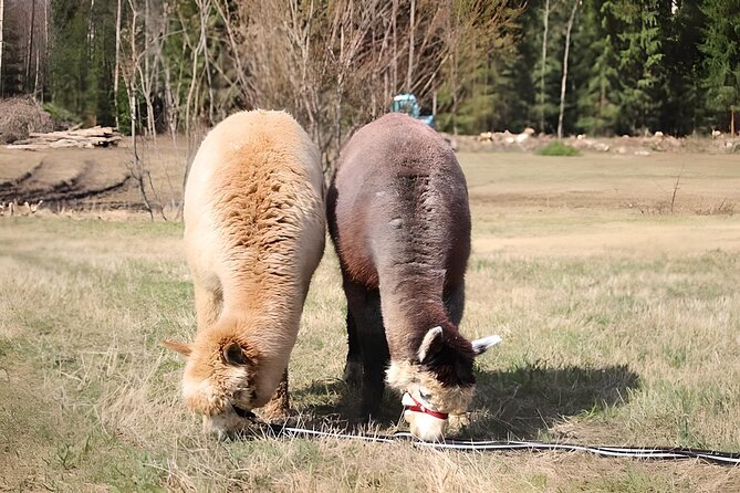 PRIVATE Alpaca Guided Forest Walk + Feeding Helsinki - Duration and timing: plan for 2 to 3 hours total
