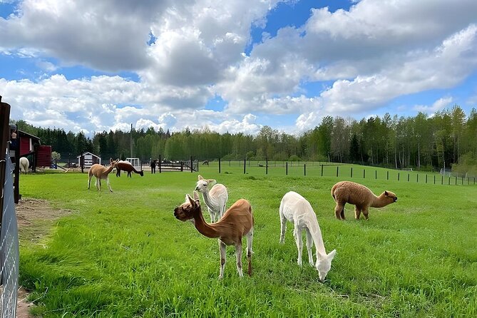 PRIVATE Alpaca Guided Forest Walk + Feeding Helsinki - Who this tour suits best (and who should consider alternatives)
