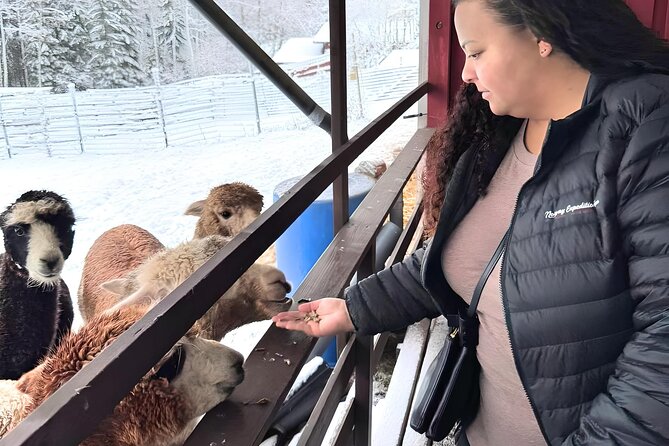 PRIVATE Alpaca Guided Forest Walk + Feeding Helsinki - Getting to Klaukkala: pickup that actually reduces stress