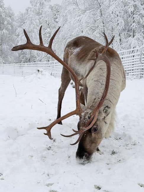 Private and authentic reindeer experience in homefarm - Key Highlights You’ll Actually Feel