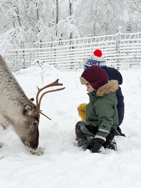 Private and authentic reindeer experience in homefarm - The 1.5-Hour Flow: What Happens, Step by Step
