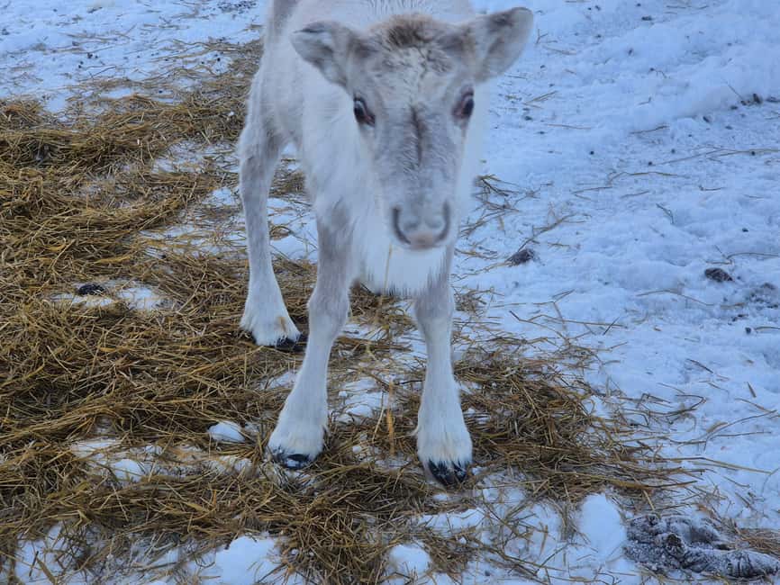 Private and authentic reindeer experience in homefarm - What to Pack for Real Cold-Weather Comfort