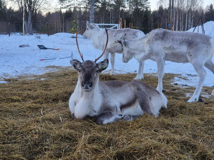 Private and authentic reindeer experience in homefarm - The Fire Inside the Enclosure: Warmth, Silence, and Hot Drinks