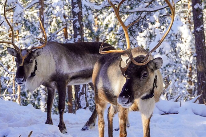 PRIVATE Authentic Reindeer Experience Helsinki - Key Things That Make This Reindeer Experience Worth Your Time