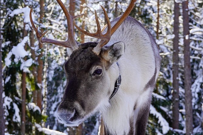 PRIVATE Authentic Reindeer Experience Helsinki - How the Private Pickup Works (and Why It Matters)