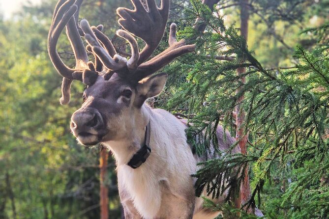PRIVATE Authentic Reindeer Experience Helsinki - The Nuuksio Reindeer Park Stop: Feeding Lichen and Learning the Herding Story