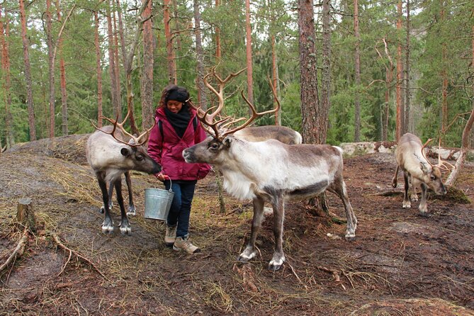 PRIVATE Authentic Reindeer Experience Helsinki - Timing, What to Wear, and Who This Suits Best