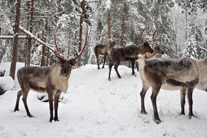 PRIVATE Authentic Reindeer Experience Helsinki - Small Trade-Offs to Consider Before You Book