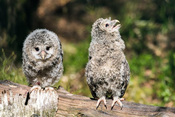 Private Ranua Zoo tour - Price and value: what $307.05 buys you in reality