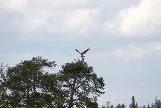Private Saimaa Story Cruise by Ecoboat in Puumala - Who should book this cruise in Puumala