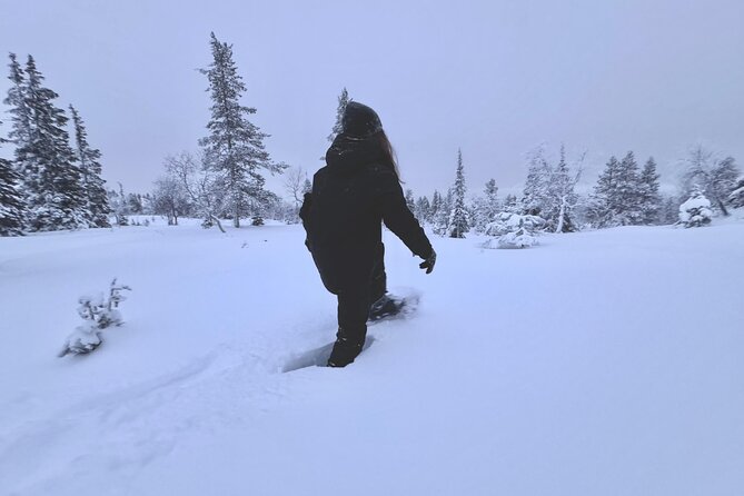 Private: Snowshoeing Safari in spectacular National Park - Quick hits on this Levi snowshoe safari