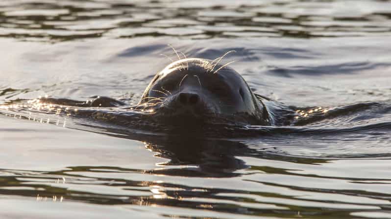 Puumala: Lake Saimaa Seal Watching Cruise - The electric eco-boat: comfort that still feels like nature