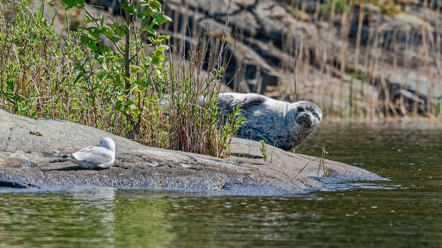 Puumala: Lake Saimaa Seal Watching Cruise - Languages and the guide style that keeps it friendly