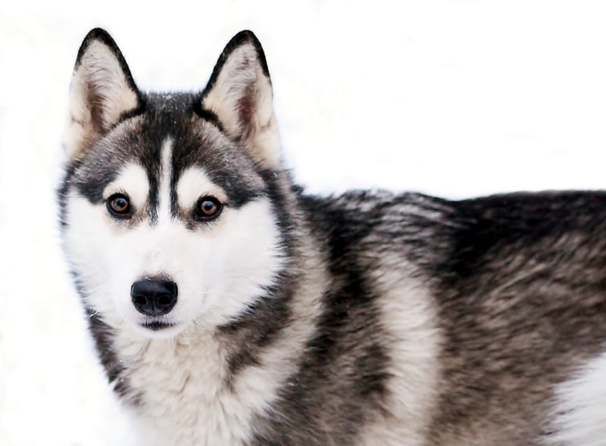 Pyhätunturi: Husky safari 5km including a farm visit - Key Things That Make This Husky Safari Worth It