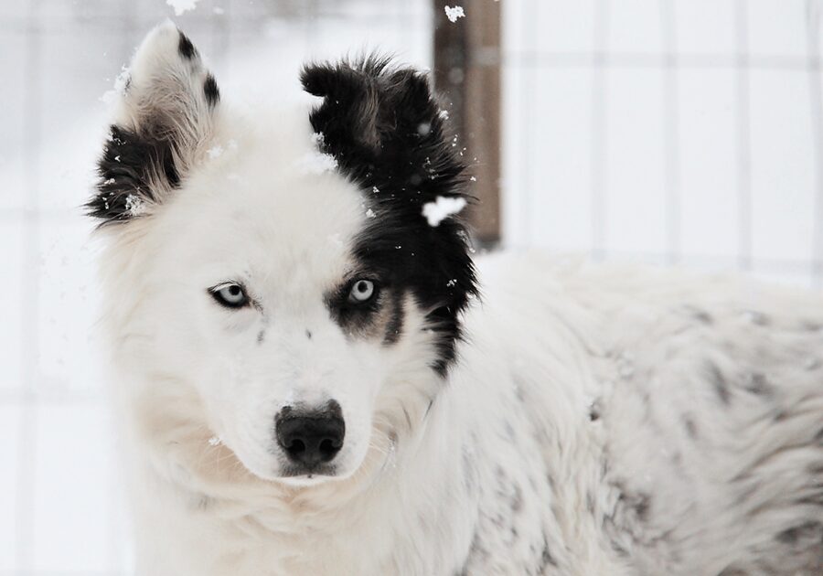 Pyhätunturi: Husky safari 5km including a farm visit - The Coziest Moment: Campfire Hut and Berry Juice