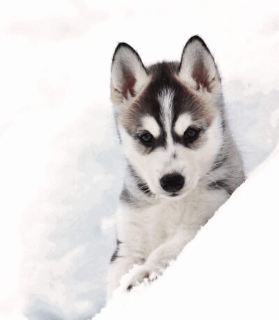 Husky safari 5km including a farm visit