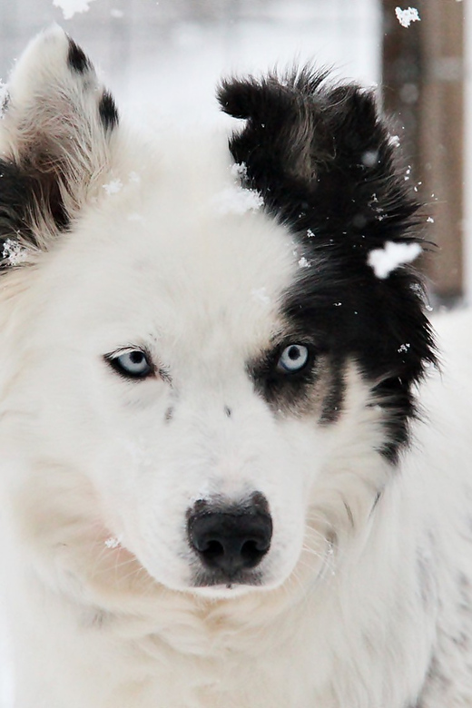 Pyhätunturi: Husky safari 5km including a farm visit - Farm Visit Details: Puppies, Adults, and Everyday Husky Work
