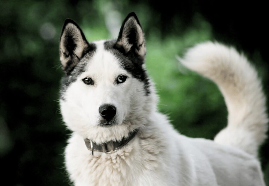 Pyhätunturi: Husky safari 5km including a farm visit - Duration and Group Flow: 1.5 Hours Is Tight in Winter