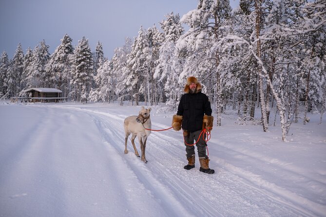 Ranua Lupland Activity Park Entry with Reindeer Experience - Reindeer experience at Lupland: more than just a ride