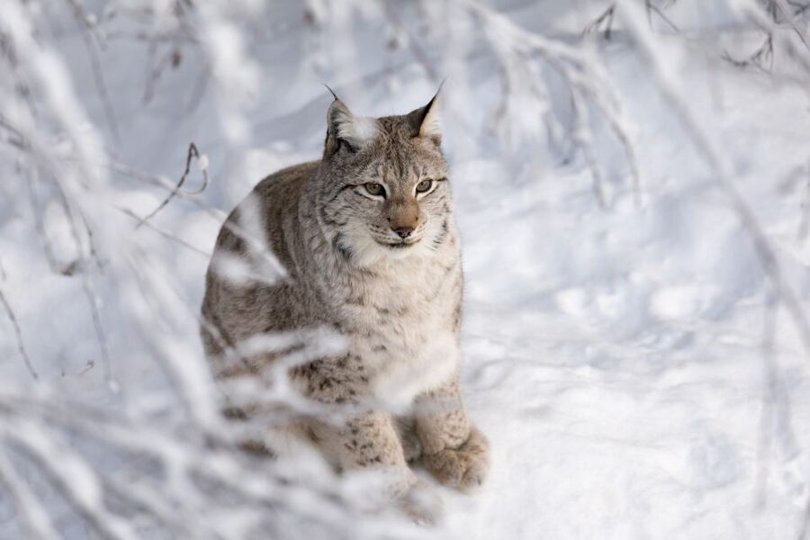 Ranua Wildlife Park Day: Visit the Arctic Animals - Ranua Wildlife Park: Finland’s far-north zoo with natural-feeling enclosures