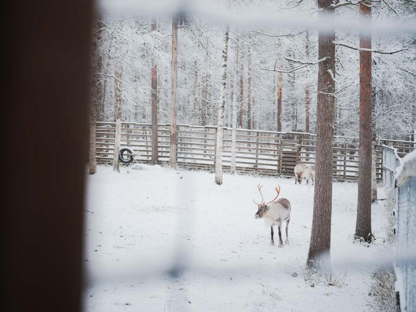 Ranua Wildlife Park Day: Visit the Arctic Animals - Arctic animals you should look for (and why some may be out of sight)