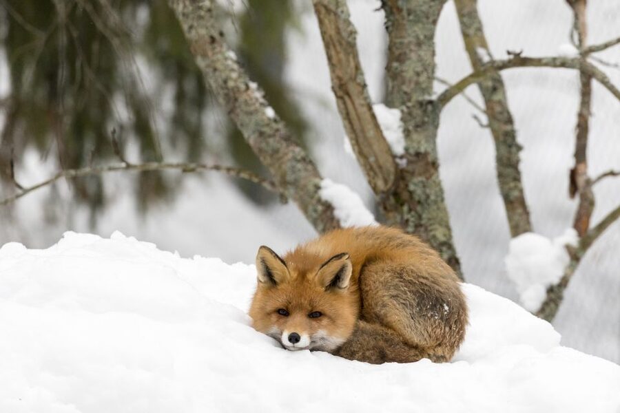 Ranua Wildlife Park Day: Visit the Arctic Animals - Who this tour suits best in Lapland (and who might want a different plan)