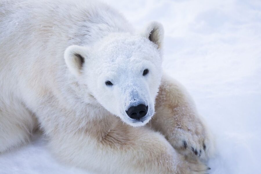 Ranua Wildlife Park Day: Visit the Arctic Animals - The guided adventure and the pace of the snowy forest walk