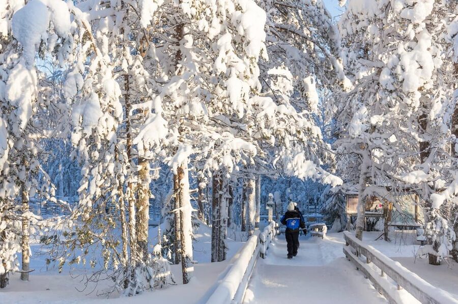 Ranua: Wildlife Park Entrance Ticket - Entering Ranua Wildlife Park, Lapland: what the forest setting really changes