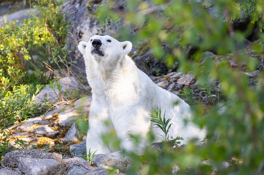 Ranua: Wildlife Park Entrance Ticket - The polar bear at Ranua: what to expect and how to set your expectations