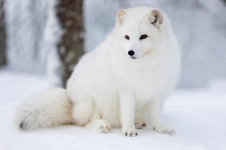 Ranua: Wildlife Park Entrance Ticket - Beyond the headline: 50 arctic and northern species in natural-style enclosures