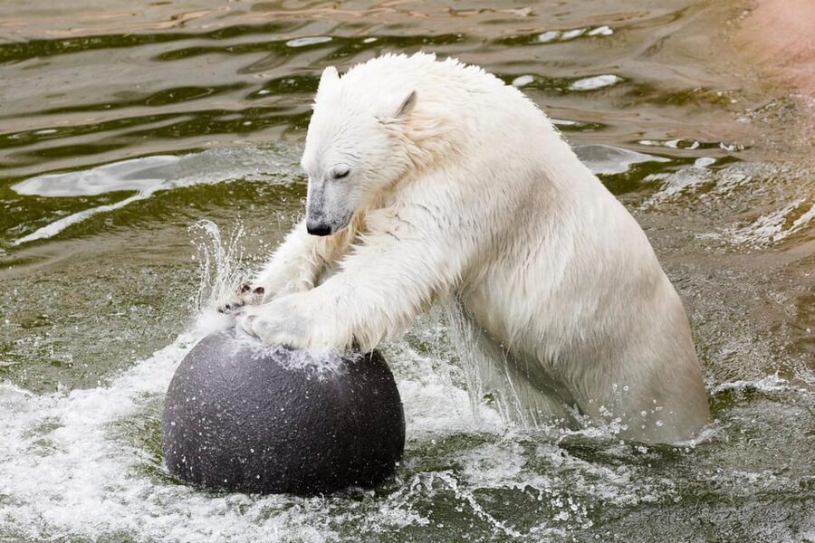 Ranua: Wildlife Park Entrance Ticket - Seasonal Lapland reality: cold weather, active animals, and winter surprises