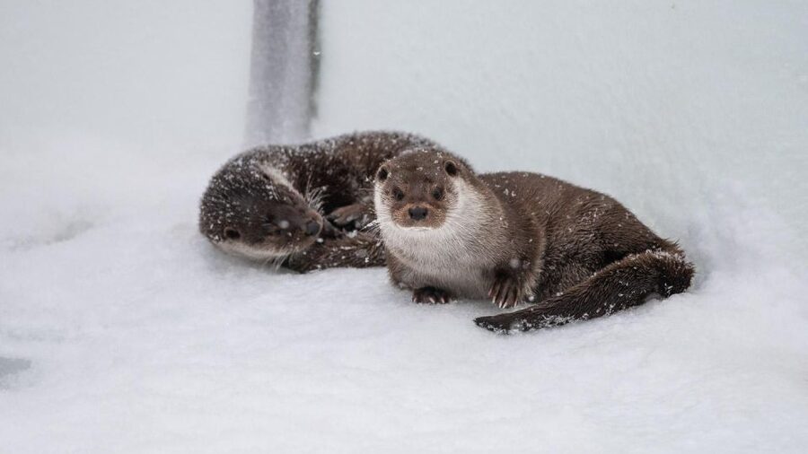 Ranua: Wildlife Park Experience with Buffet Lunch - Ranua Wildlife Park in Lapland: what this half day is really like