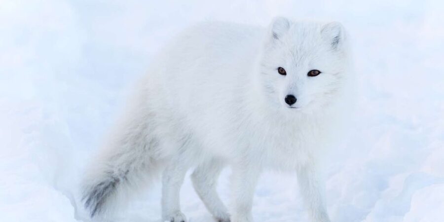 Ranua: Wildlife Park Experience with Buffet Lunch - The guided walk through Arctic exhibits: how you get your money’s worth