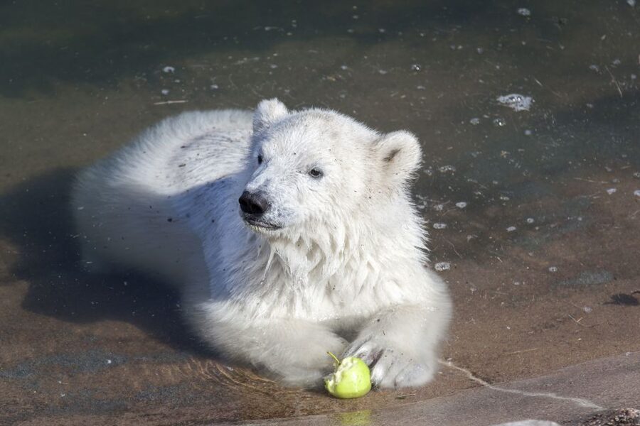 Ranua Wildlife Park Guided Tour from Rovaniemi, With Lunch - Ranua Wildlife Park: Finlands Polar Bear Moment