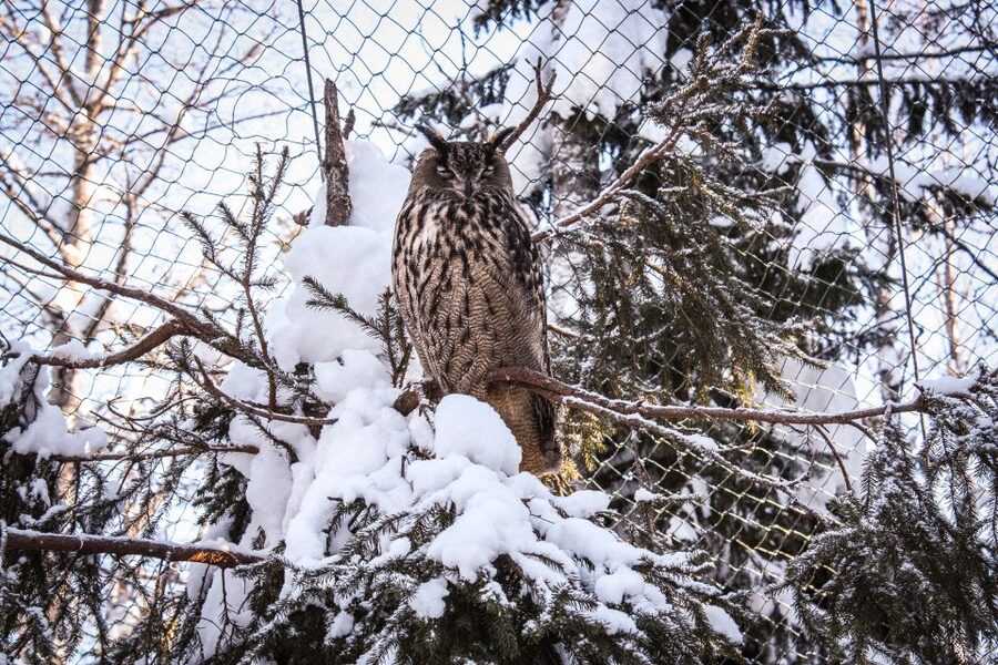Ranua Wildlife Park Guided Tour from Rovaniemi, With Lunch - Quick Practical Call: Should You Book It?