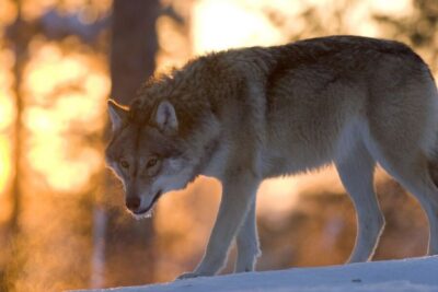 Ranua Wildlife Park Guided Tour from Rovaniemi, With Lunch