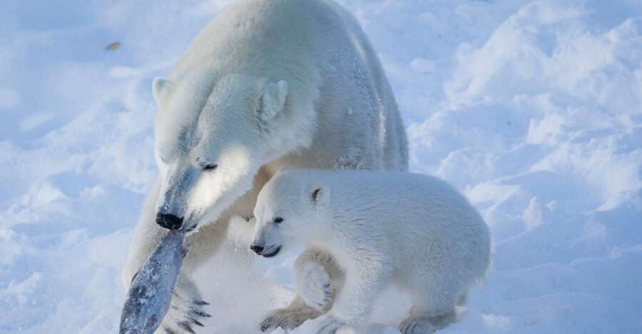 Ranua Wildlife Park Guided Tour from Rovaniemi, With Lunch - English-Speaking Guides and Why the Explanations Matter