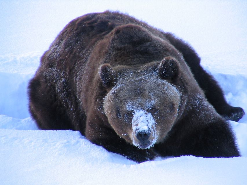 Ranua Wildlife Park Guided Tour from Rovaniemi, With Lunch - What to Bring (Since Winter Clothes Are Not Included)