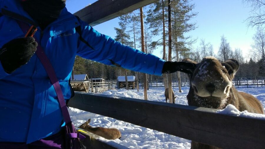 Ranua Wildlife Park Guided Tour from Rovaniemi, With Lunch - Who This Tour Suits, and Who Should Skip It