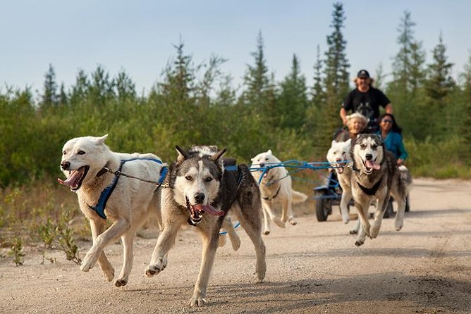 Ranua Zoo and BBQ - Catching the wolf and polar bear feed routine
